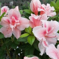 Autumn Belle® Encore® Azalea Shrub -Green Yard Plant Store Autumn Belle Encore Azalea FGT 3