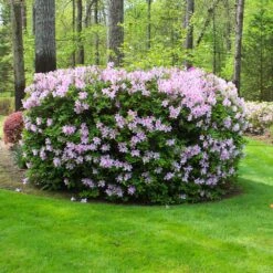 Autumn Belle® Encore® Azalea Shrub -Green Yard Plant Store Autumn Belle Encore Azalea FGT 5