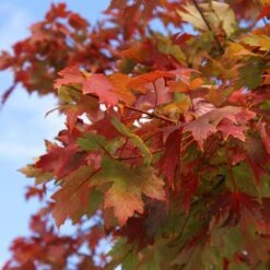 Autumn Blaze® Red Maple Tree -Green Yard Plant Store Autumn Blaze Maple 1 FGT 02e73945 a16c 4061 b9a0 6b4cb44f5bb6