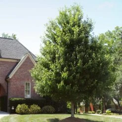 Autumn Blaze® Red Maple Tree -Green Yard Plant Store Autumn Blaze Maple 2 FGT