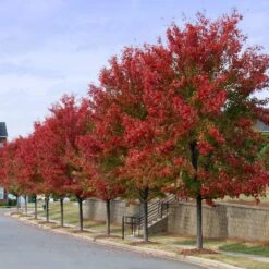 Autumn Blaze® Red Maple Tree -Green Yard Plant Store Autumn Blaze Maple 3 FGT