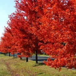 Autumn Blaze® Red Maple Tree -Green Yard Plant Store Autumn Blaze Maple FGT