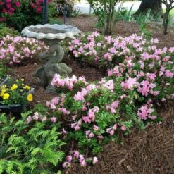 Autumn Debutante® Encore® Azalea -Green Yard Plant Store Autumn Debutante Encore 1
