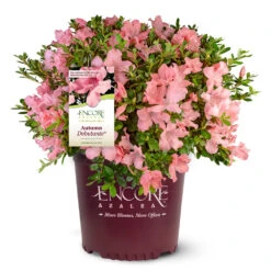 Autumn Debutante® Encore® Azalea -Green Yard Plant Store Autumn Debutante Encore 4