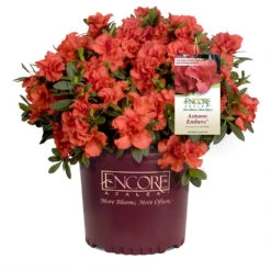 Autumn Embers® Encore® Azalea 10 Autumn Embers® Encore® Azalea -Green Yard Plant Store Autumn Embers Azalea 1