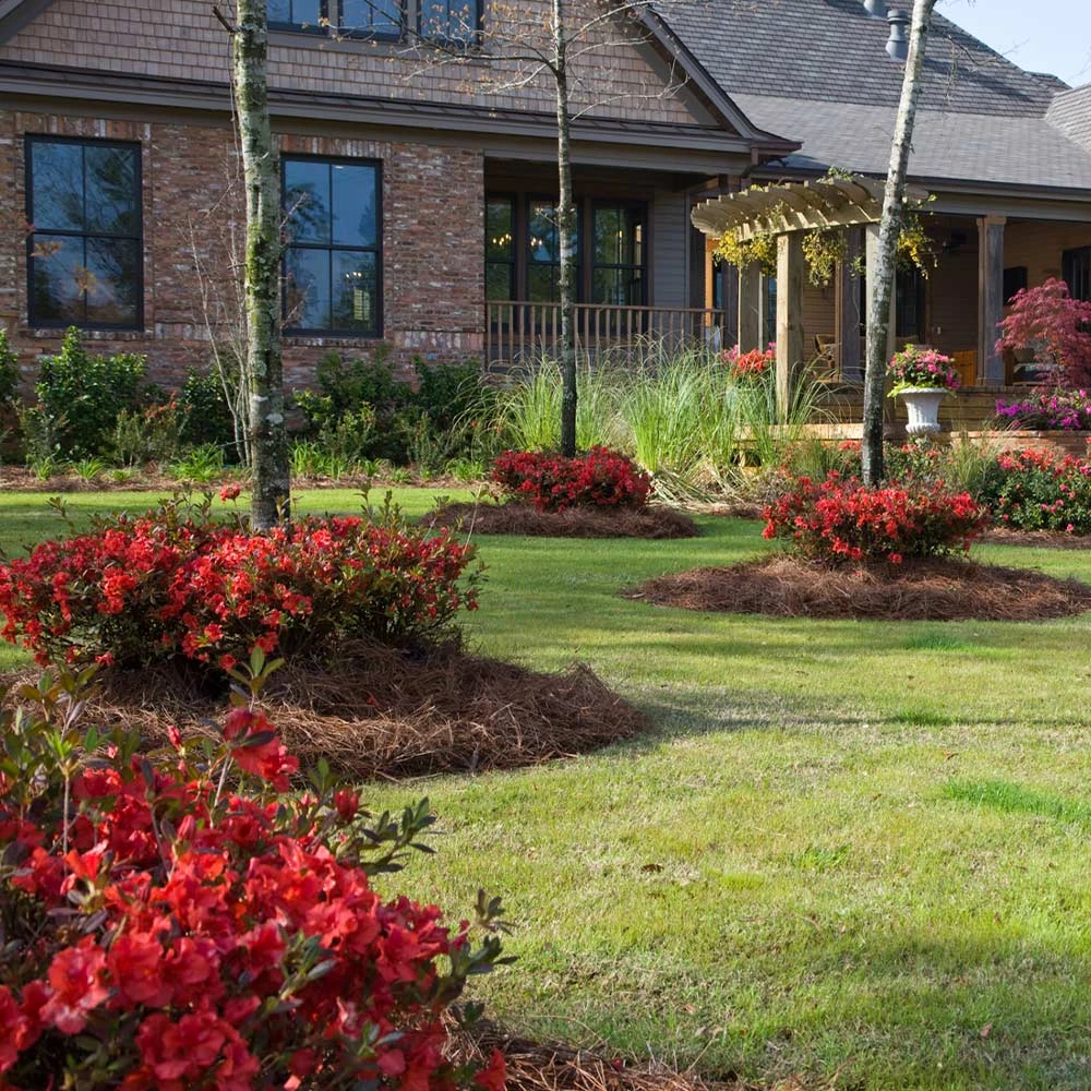 Autumn Embers® Encore® Azalea 3 Autumn Embers® Encore® Azalea - Image 3