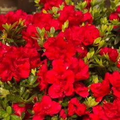 Autumn Bonfire® Encore® Azalea -Green Yard Plant Store Autumn Encore Bonfire Azaleas 1