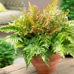 Sunset Hues House Plant Kit -Green Yard Plant Store Autumn Fern 1 4cb64db0 0944 4a6e a0be 5101c594c915