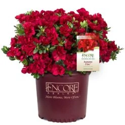 Autumn Fire® Encore® Azalea Shrub 10 Autumn Fire® Encore® Azalea Shrub -Green Yard Plant Store Autumn Fire Encore Azalea 1