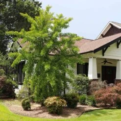 Autumn Gold Ginkgo Tree -Green Yard Plant Store Autumn Gold Ginkgo Biloba 1 FGT