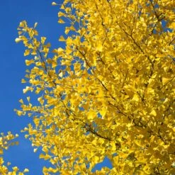 Autumn Gold Ginkgo Tree -Green Yard Plant Store Autumn Gold Ginkgo Biloba 4 FGT