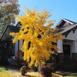 Autumn Gold Ginkgo Tree -Green Yard Plant Store Autumn Gold Ginkgo Biloba 8