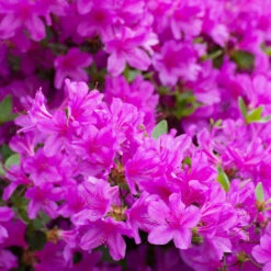 Autumn Royalty® Encore® Azalea 6 Autumn Royalty® Encore® Azalea -Green Yard Plant Store Autumn Royalty Encore Azalea 3 FGT