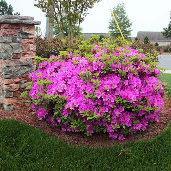 Autumn Royalty® Encore® Azalea 1 Autumn Royalty® Encore® Azalea