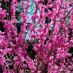 Avondale Redbud Tree -Green Yard Plant Store Avodale redbud 2
