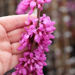 Avondale Redbud Tree -Green Yard Plant Store Avodale redbud 4