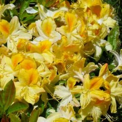 Lemon Lights Azalea Shrub -Green Yard Plant Store Azalea Lemon lights 1
