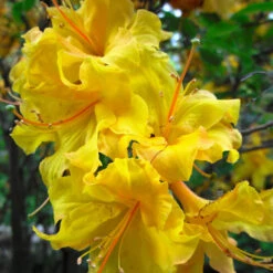 Lemon Lights Azalea Shrub -Green Yard Plant Store Azalea Lemon lights 2