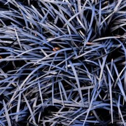 Black Mondo Grass -Green Yard Plant Store BLack Mondo Grass 1 FGT