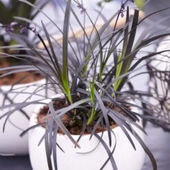 Black Mondo Grass -Green Yard Plant Store BLack Mondo Grass 4 FGT