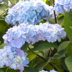 Blue Enchantress® Hydrangea -Green Yard Plant Store BLue Enchantress Hydrangea 1 BB