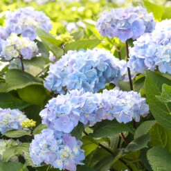 Blue Enchantress® Hydrangea -Green Yard Plant Store BLue Enchantress Hydrangea 2 FGT