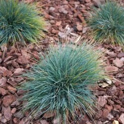 Blue Fescue Grass 6 Blue Fescue Grass -Green Yard Plant Store BLue Fescue Grass 3 FGT