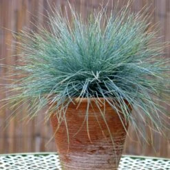Blue Fescue Grass 7 Blue Fescue Grass -Green Yard Plant Store BLue Fescue Grass 5