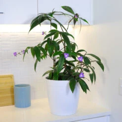 Weeping Blue Ginger Plant -Green Yard Plant Store BLue Ginger 4 FGT