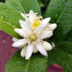 Buddha's Hand Citron Tree -Green Yard Plant Store BUddhas Hand Citrus 4 b5693898 6a3b 4724 b4fc 03ef34337a89