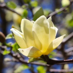 Magnolia 'Butterflies' Tree 7 Magnolia 'Butterflies' Tree -Green Yard Plant Store BUtterflies Magnolia 3 FGT