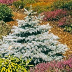 Baby Blue Spruce Tree -Green Yard Plant Store Baby Blue 2