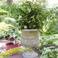 Bushel And Berry® Baby Cakes Blackberry® 9 Bushel And Berry® Baby Cakes Blackberry® -Green Yard Plant Store Baby Cakes Blackberry 1