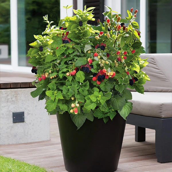 Bushel And Berry® Baby Cakes Blackberry® 1 Bushel And Berry® Baby Cakes Blackberry®