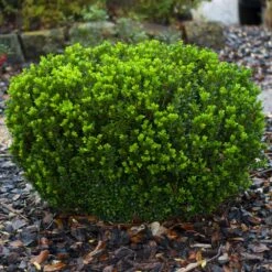 Baby Gem™ Boxwood Shrub -Green Yard Plant Store Baby Gem 1