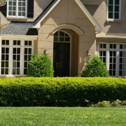 Baby Gem™ Boxwood Shrub -Green Yard Plant Store Baby Gem 4