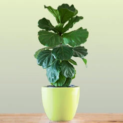 New Apartment House Plant Kit -Green Yard Plant Store Bambino FIddleLeafFIg 1 FGT bd3dd921 c687 4854 8196 8b43f064984d