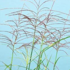 Miscanthus Bandwidth (Chinese Silver Grass) 8 Miscanthus Bandwidth (Chinese Silver Grass) -Green Yard Plant Store Bandwidth Maiden Grass 2