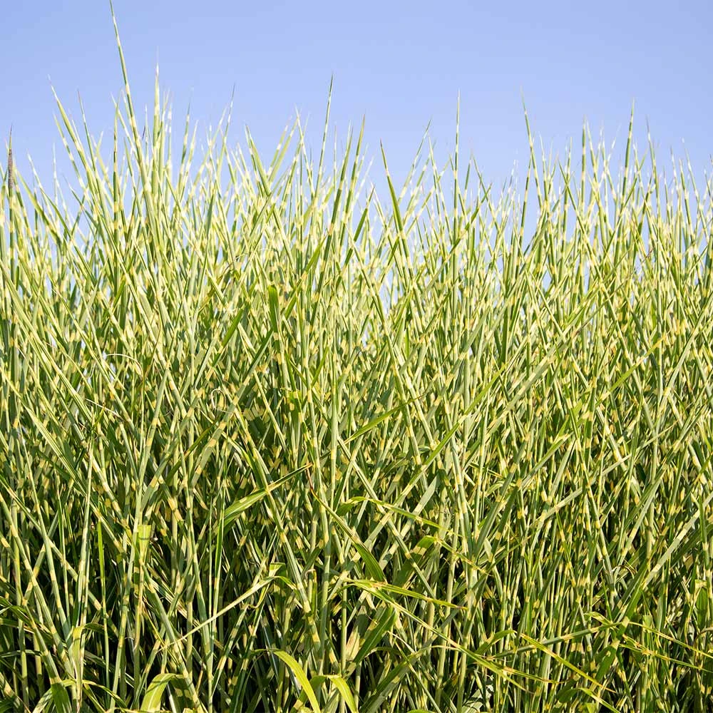 Miscanthus Bandwidth (Chinese Silver Grass) 2 Miscanthus Bandwidth (Chinese Silver Grass) - Image 2