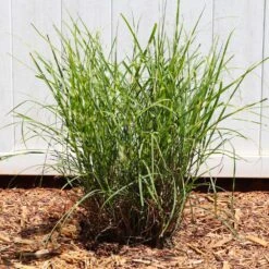 Miscanthus Bandwidth (Chinese Silver Grass) 9 Miscanthus Bandwidth (Chinese Silver Grass) -Green Yard Plant Store Bandwidth Maiden Grass 4