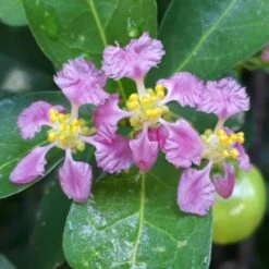 Barbados 'Acerola' Cherry -Green Yard Plant Store Barbadoes Cherry 1