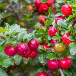 Barbados 'Acerola' Cherry -Green Yard Plant Store Barbadoes Cherry 2 FGT