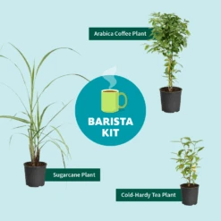 Sugar Cane -Green Yard Plant Store Barista Kit Graphic f298d41d 128a 4dc2 a461 78b7808929c2