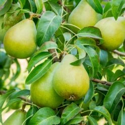3-in-1 Pear Surprise Tree 7 3-in-1 Pear Surprise Tree -Green Yard Plant Store Bartlett Pear 3 BB cffe79ad 8c4e 4fb5 b06a af3499a19721