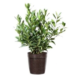 Bay Laurel 14 Bay Laurel -Green Yard Plant Store Bay Laurel 3G Delilah Brown pot