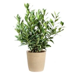 Bay Laurel 15 Bay Laurel -Green Yard Plant Store Bay Laurel 3G Delilah Tan pot