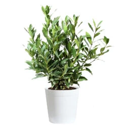 Bay Laurel 17 Bay Laurel -Green Yard Plant Store Bay Laurel 3G Delilah White pot