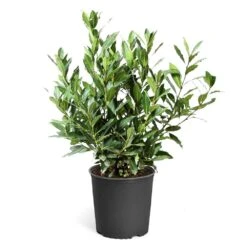Bay Laurel 16 Bay Laurel -Green Yard Plant Store Bay Laurel 3G standard pot