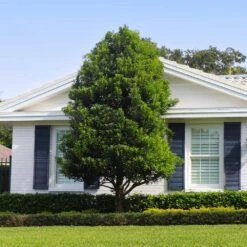 Bay Laurel - USDA Organic -Green Yard Plant Store Bay Laurel Shrub FGT 4