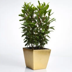 Bay Laurel - USDA Organic -Green Yard Plant Store Bay Laurel Shrub FGT 70a053b8 5238 44bb b72e 34af0f0d8286